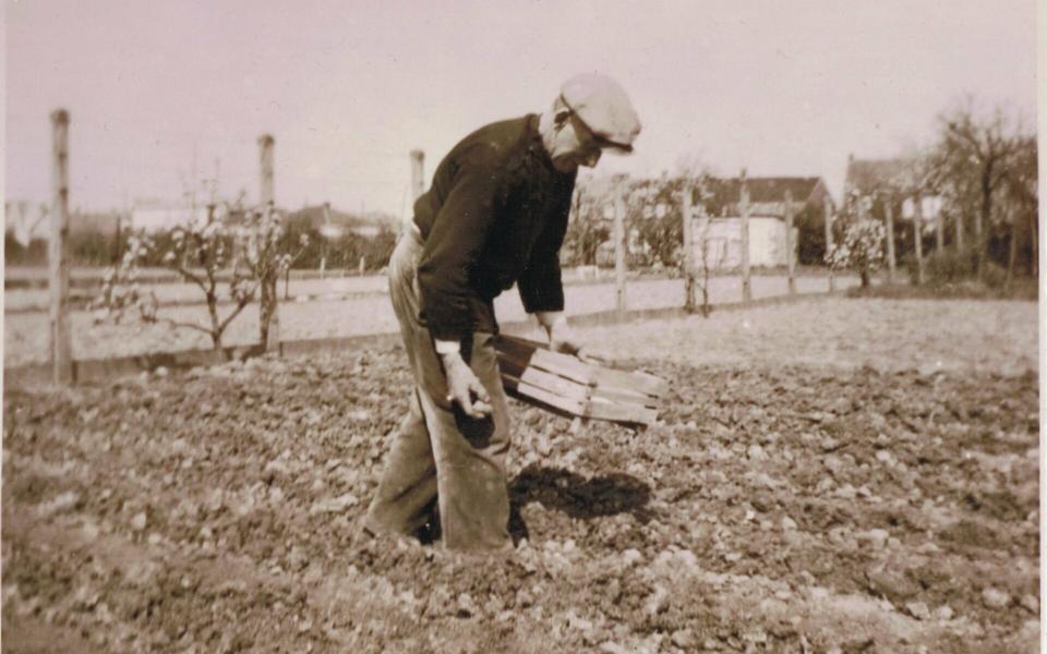 Man plant aardappelen.