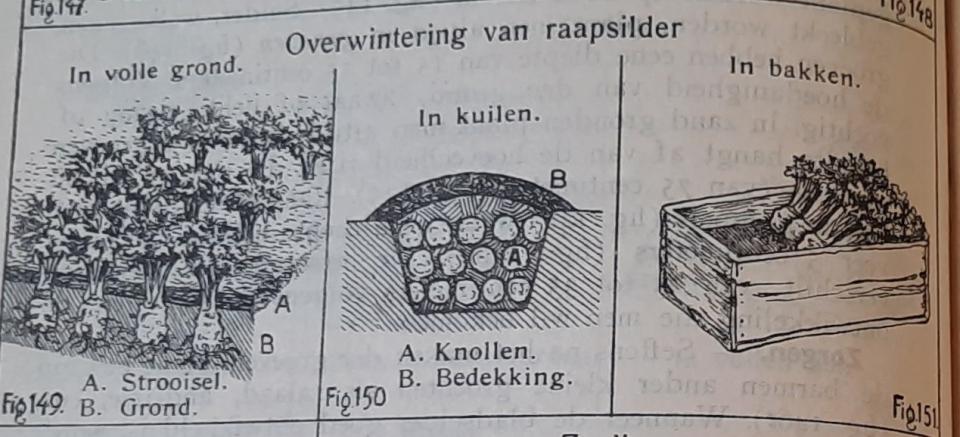 Tekening van raapselder ingekuild.