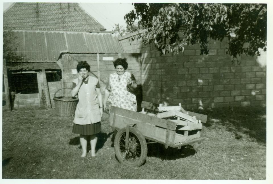 Vrouwen oogsten fruit.